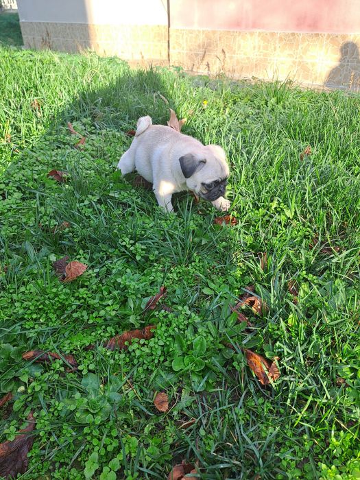 Мопс. Мопс. Мопс