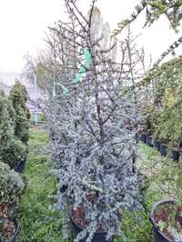 Cedru argintiu(cedrus atlantica glauca)