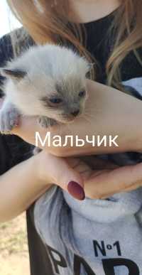 Котята ищют дом.