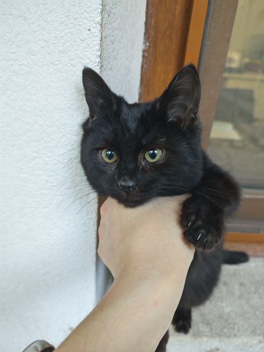 Котёнок чёрный мальчик ищет дом, 2 месяца