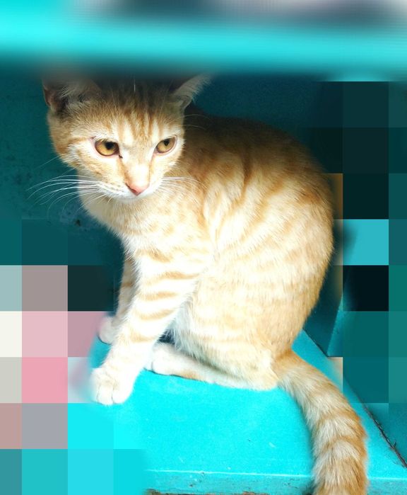 Ищем старых или новых хозяев