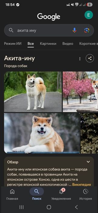 СОБАКА породы Акита ина