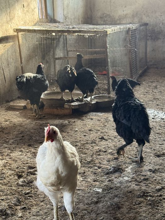 Кора товук (домашние куры)