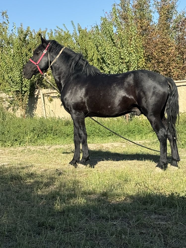 Продается конь Нвропейской породы. Айғир сотилади