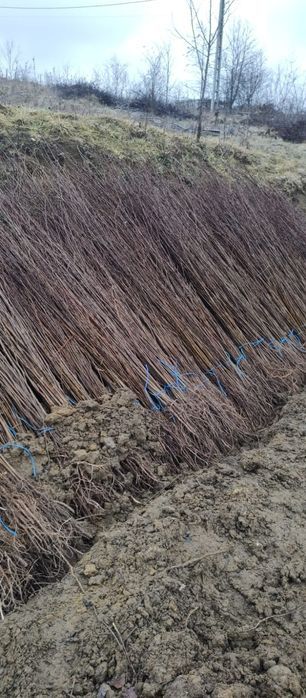 Vând puieți de salcami originali la 2,50 m înălțime