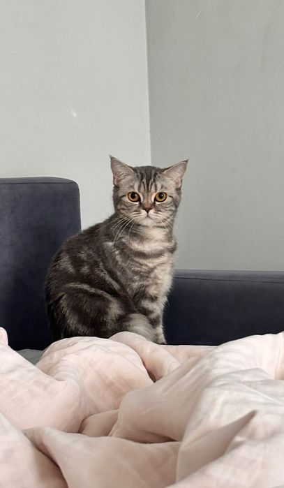 Отдам кошечку в добрые руки