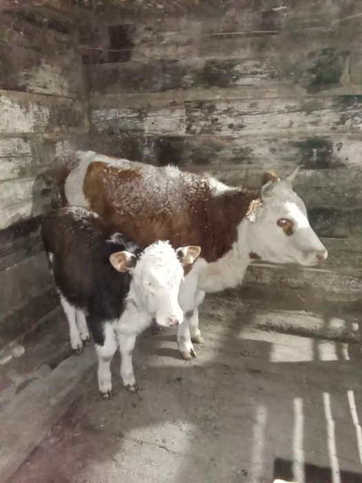 Продам құнажын бузауы ұрғашы