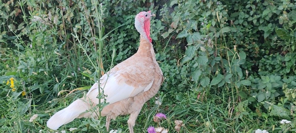 Curci si curcani red bourbone
