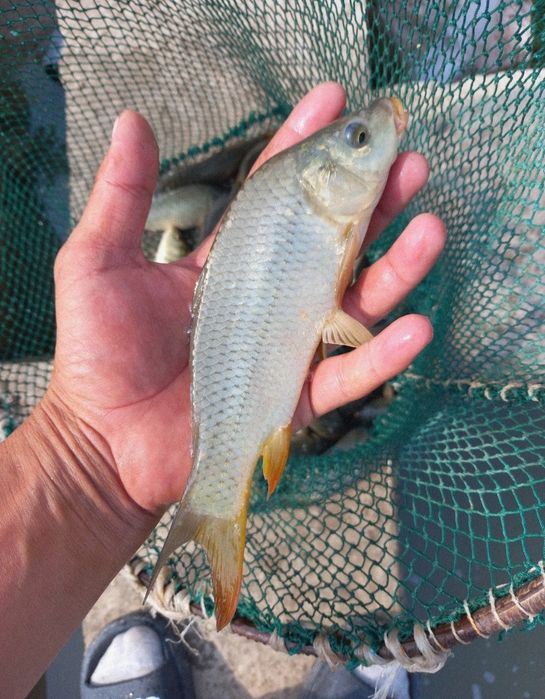 Балик лар бор таварни, сигалетка, малёк семича