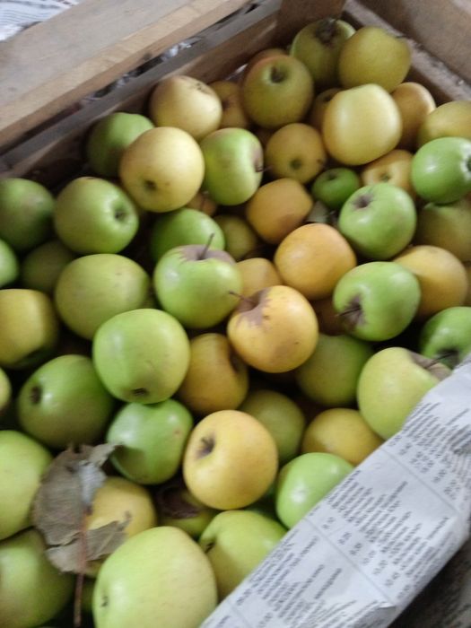 Продам яблоки второй сорт