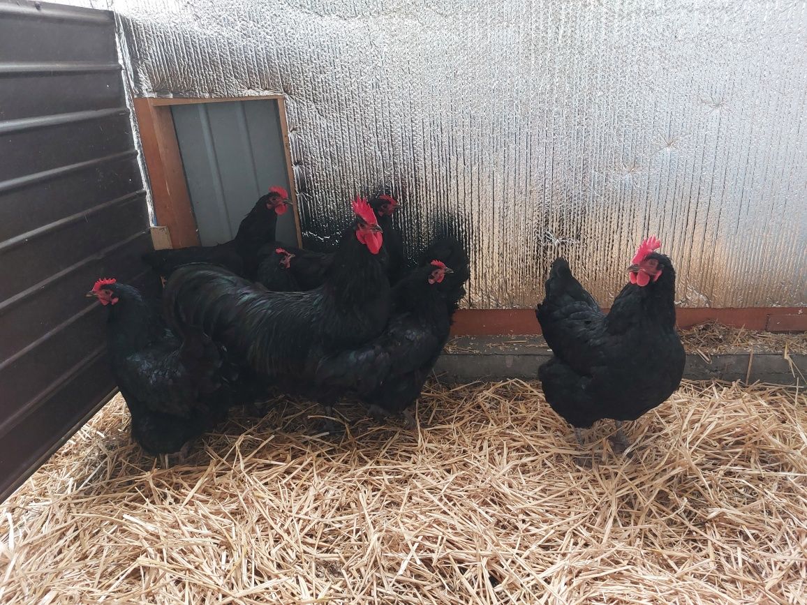 Oua Australorp 5 lei