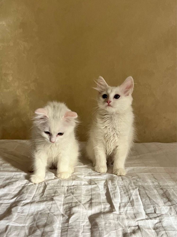 Породистые котята