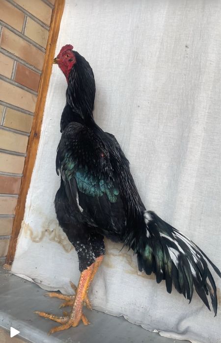 O shamo yoshiga tulgan 120$ kami bor