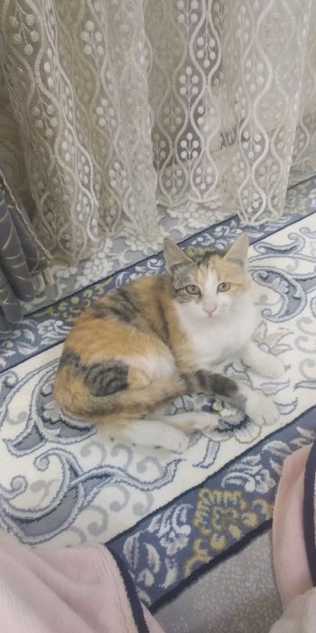 Mushuklar bepul beriladi yaxshi qŏllarga