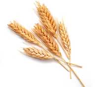 Пшеница Пшеницаа