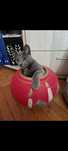 Ofer spre adoptie pisicuta