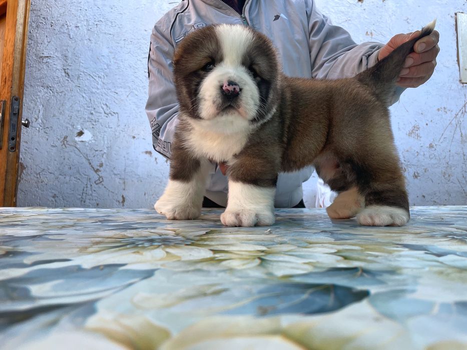 Щенок Алабая ( Супер Гигант ) девочка