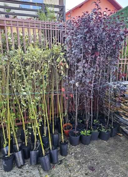 Amenajează-ți grădina cu arbori și arbuști de excepție