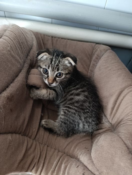 Отдаем котят бесплатно