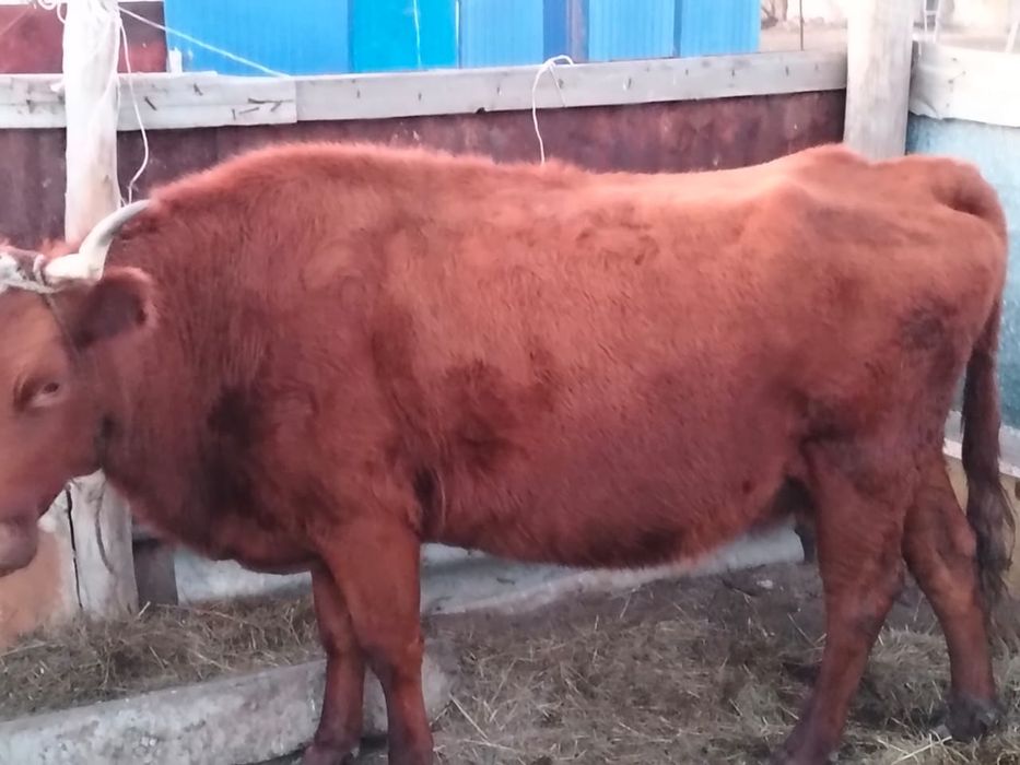 5-6 туған сиыр сатылады