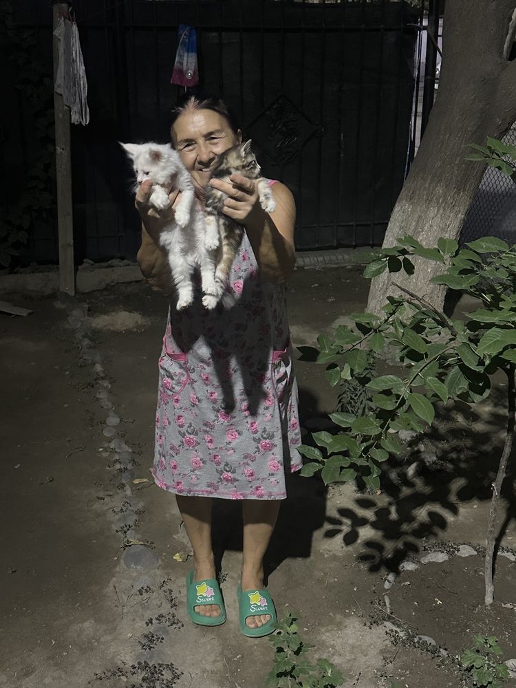 Котята в хорошие руки