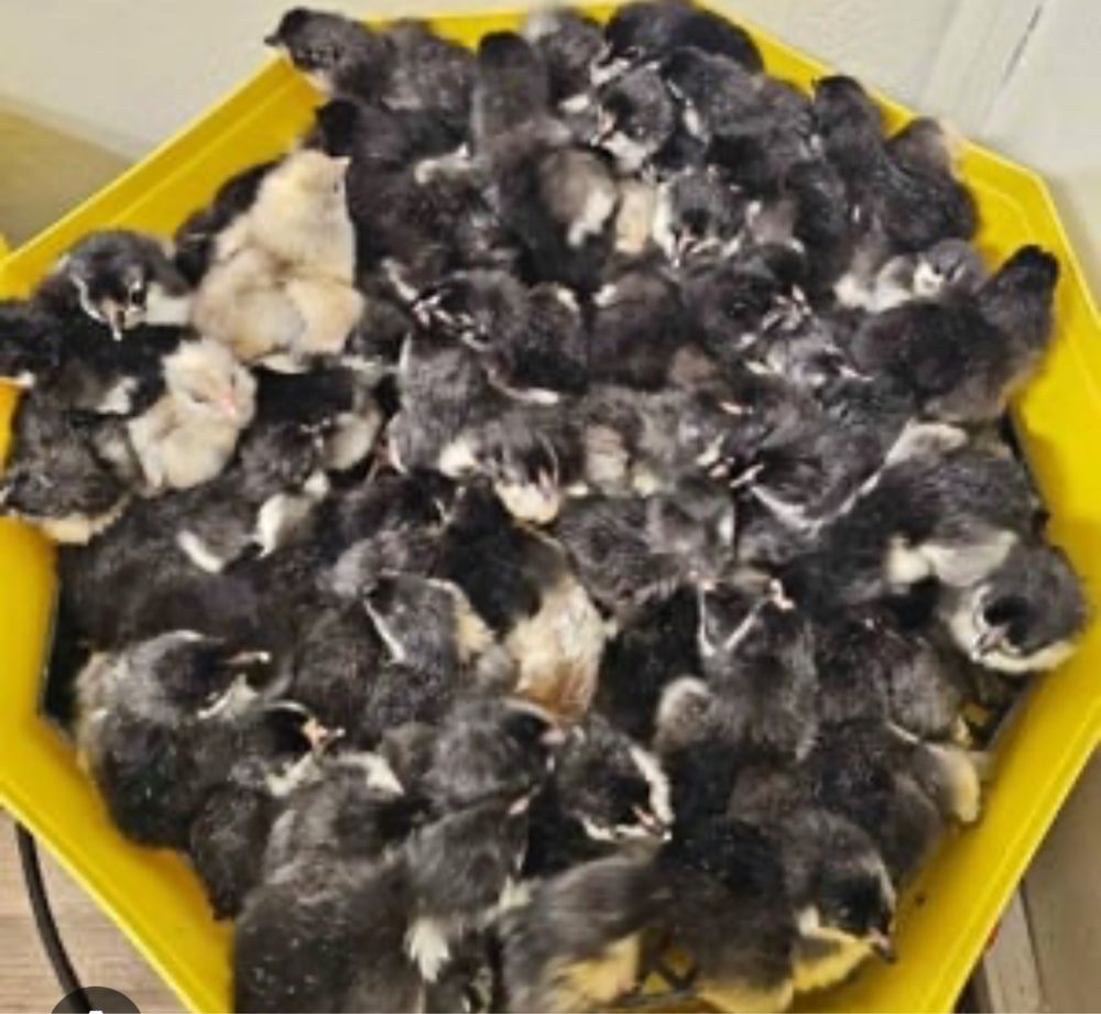 Pui de gaina rasa australorp