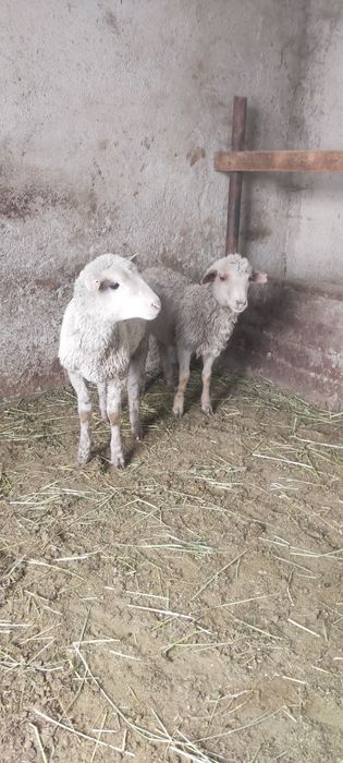 Продам ягнят мощные бодрые мальчики мереносы