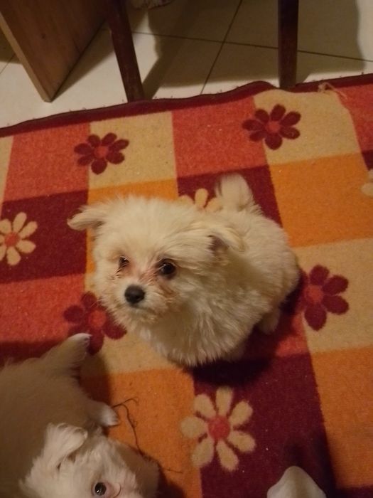 Плачеща болонка ..