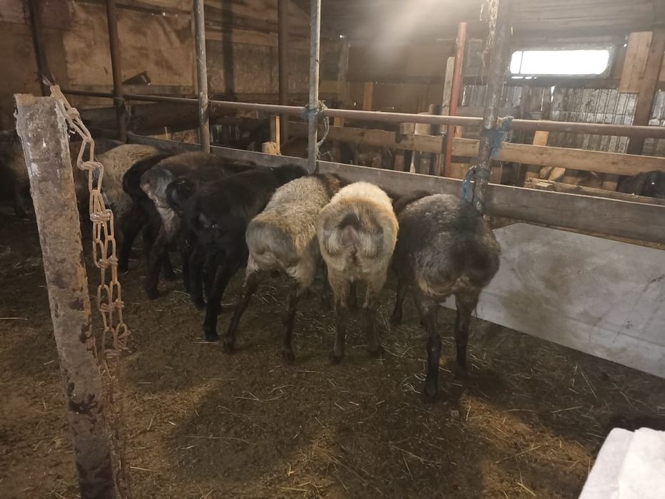 Продам ярок 10 голов