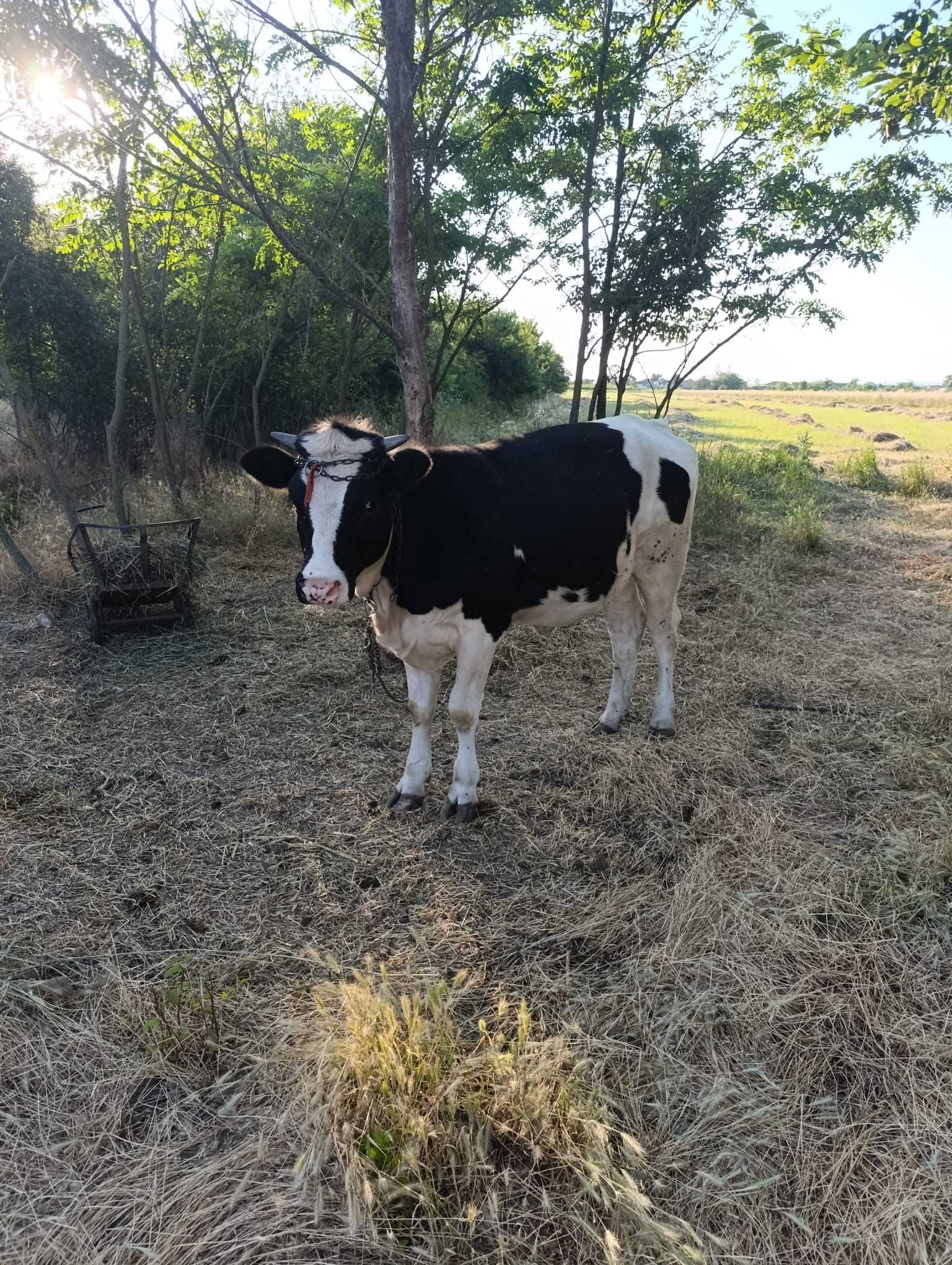 Vând vițică in vârstă de 1an, gestanta in 2 luni