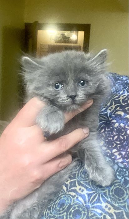 Продам котенка, девочка 1,5 мес, мама британская длинношерстная