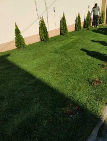 Gazonul Rulou Premium - Alegerea Perfectă pentru Grădina Ta!