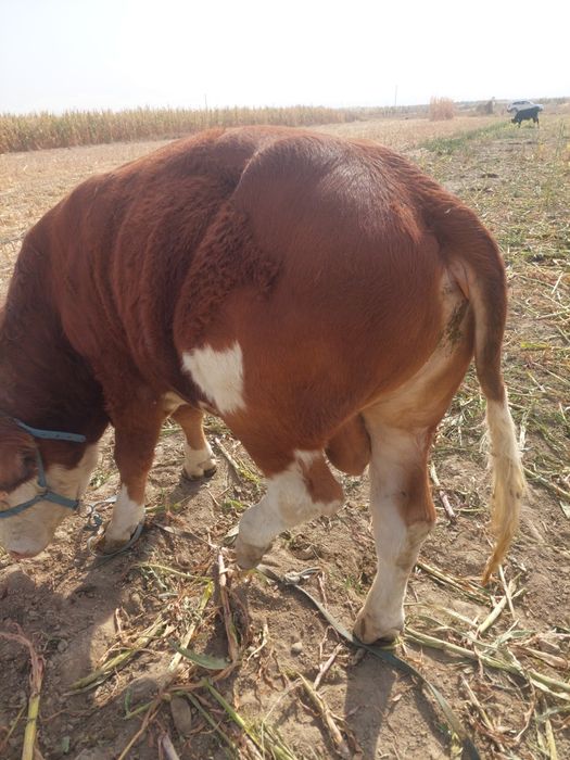 Бука сотилади 1 .5еш