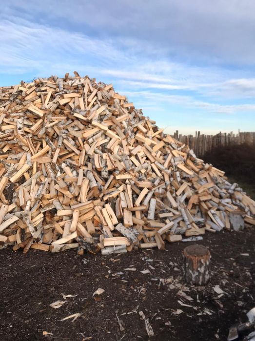 Берёза колытые сухие