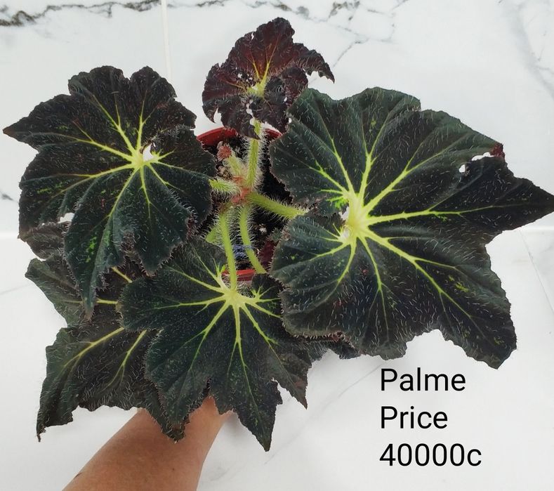 Бегонии декоративно лиственные.