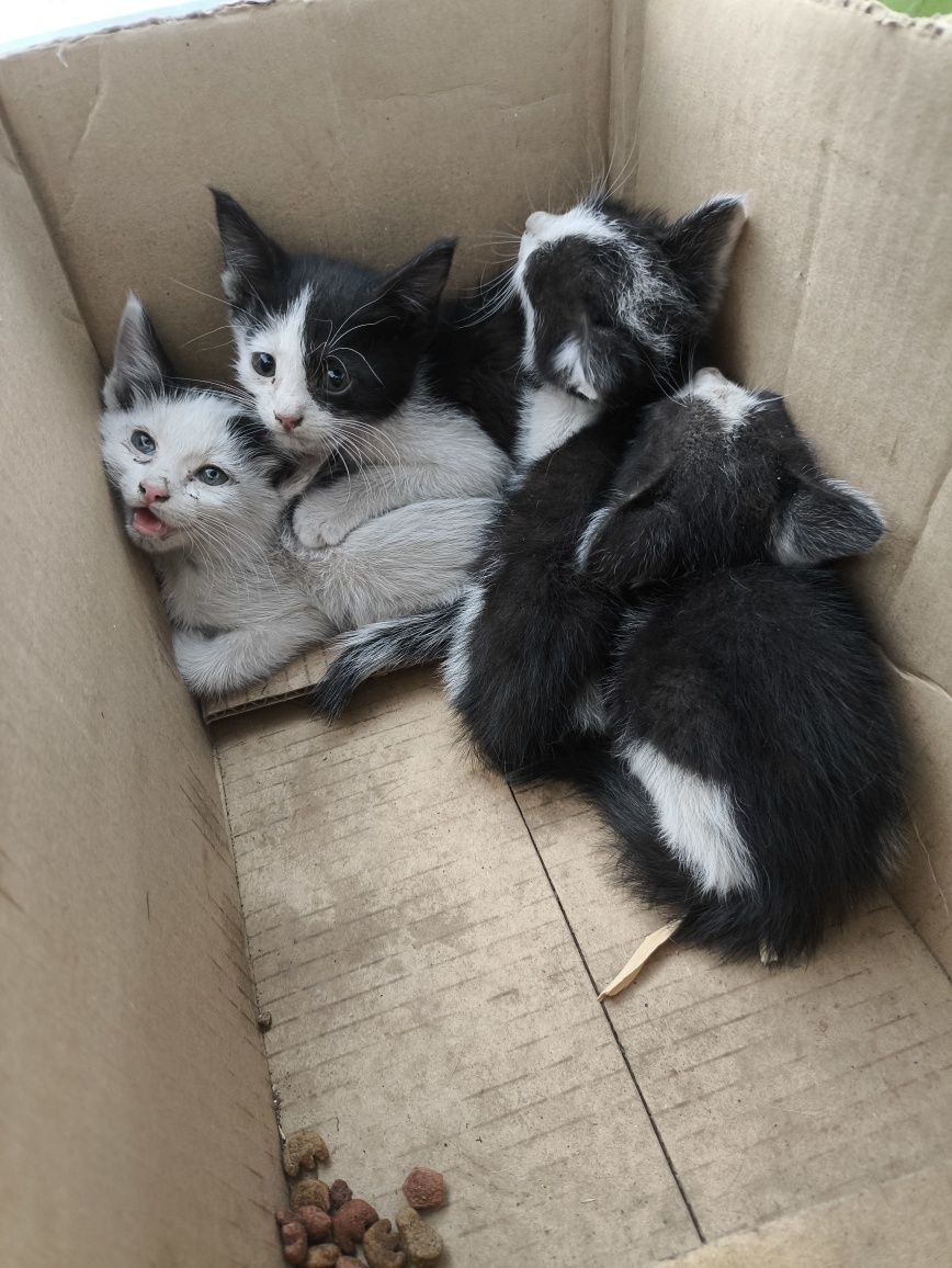 Отдам котят в добрые руки