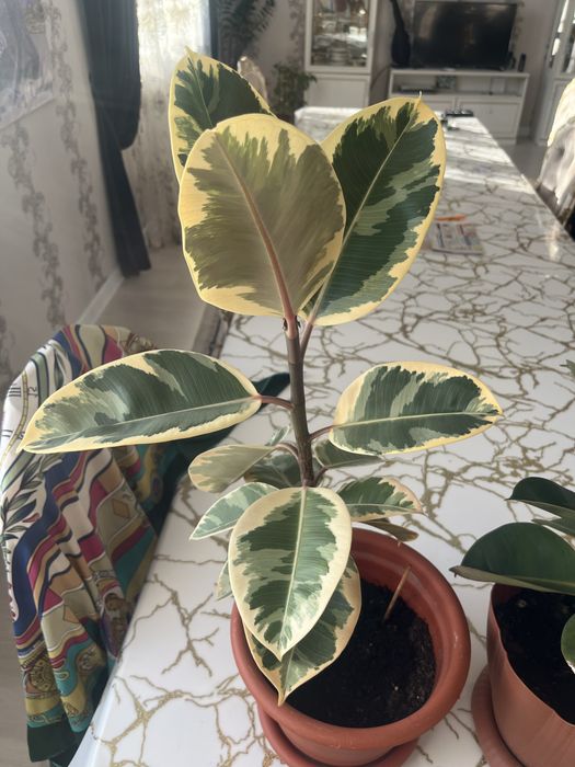 Комнатные цветы 2 штуки