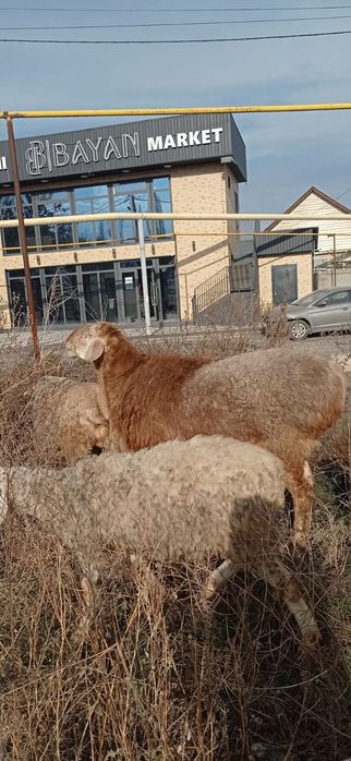 Арашан қошқар сатылады