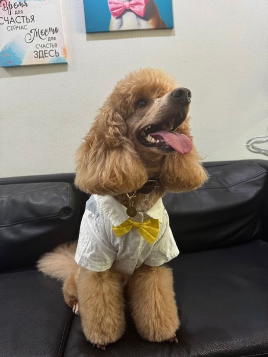 Груминг кошек и собак