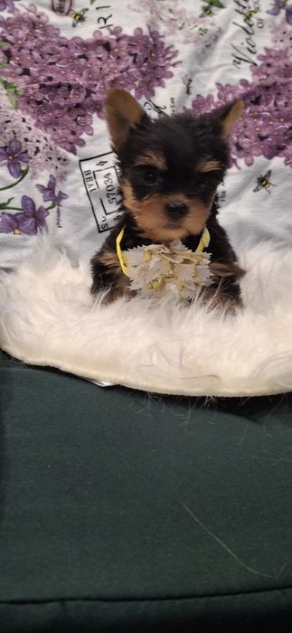 Йоркширски териер.Йорки