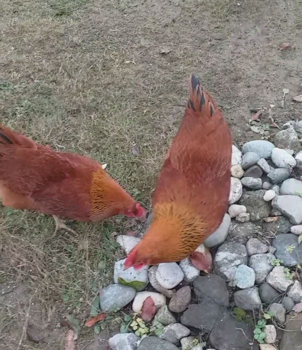 De vînzare New 9+cocoși .