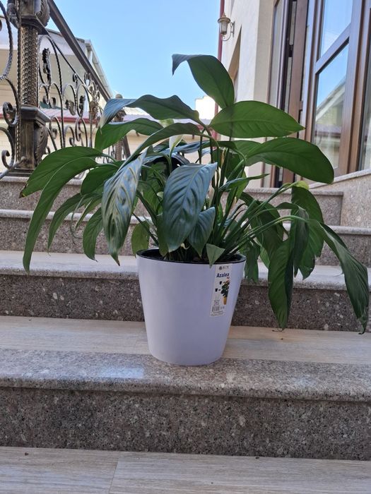 Цветок Спатифиллюм - Женское счастье