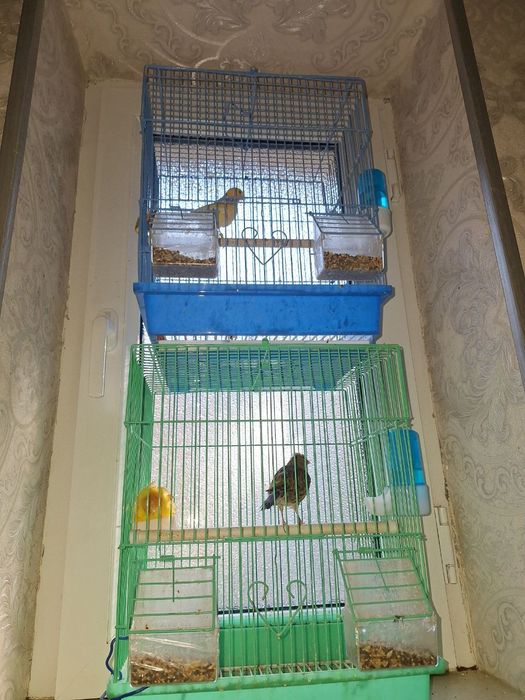 Kanereyka sotiladi sog'lom