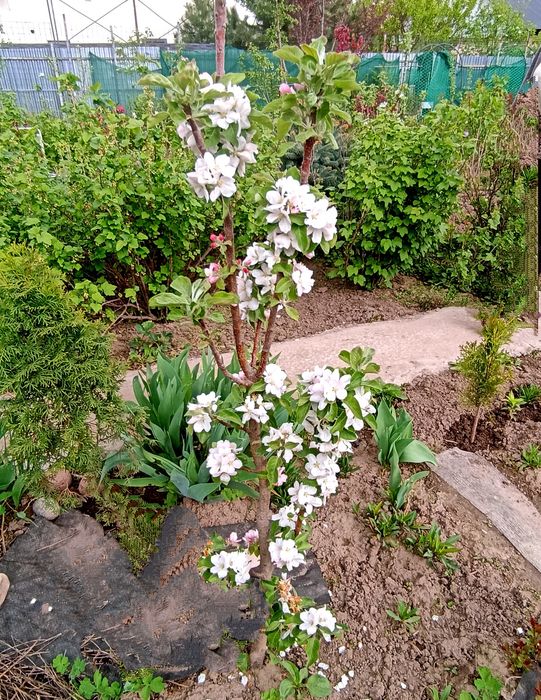 Яблони колоновидные, компактные.