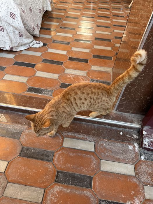 Кошка с красивыми глазами