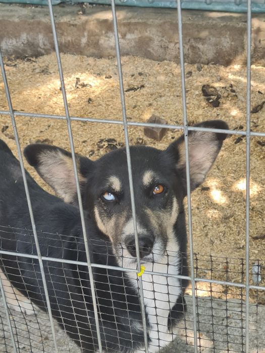 Dau spre adopție