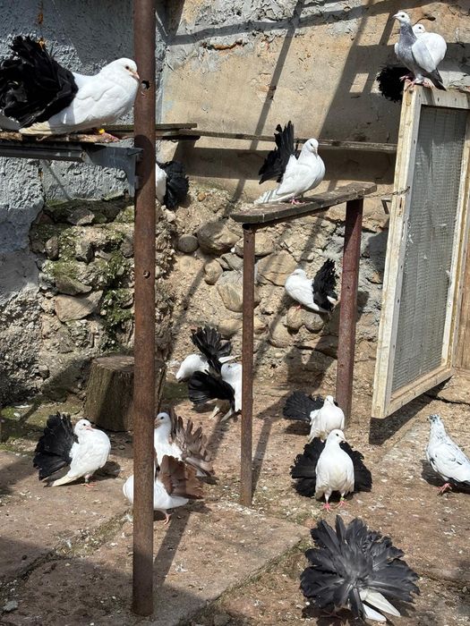 Tineret porumbei voltaţi