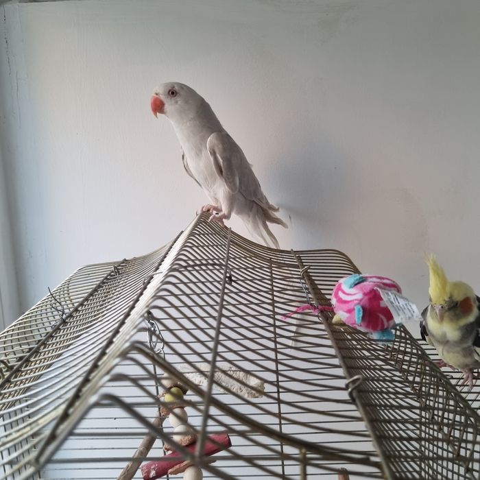 Vând papagali micul Alexandru