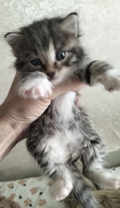 Ищу котятам хороших хозяев.
