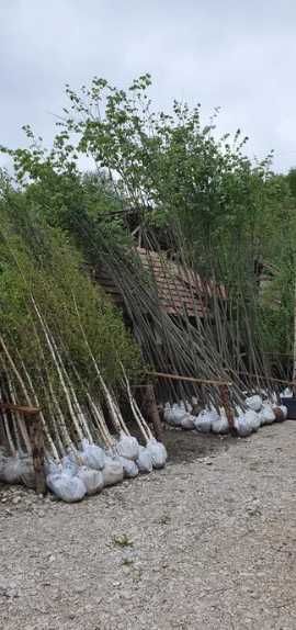 Tei , Mesteacan , Platan , artar, Calitate extra transport gratuit!